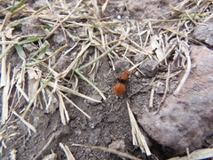 Dasymutilla erythrina