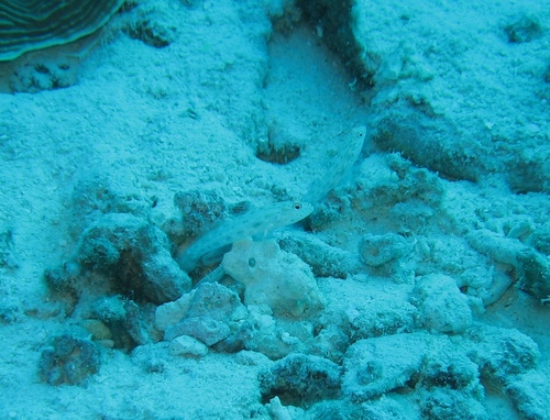Silverspot Shrimpgoby — seen at this dive site