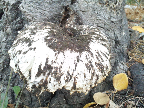 iNaturalist observation photo of Mushrooms, Bracket Fungi, Puffballs, and Allies