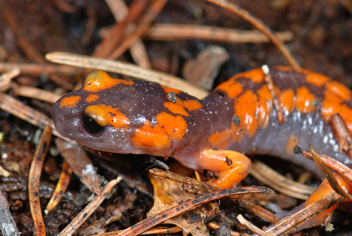 iNaturalist observation photo of Sierra Nevada Ensatina