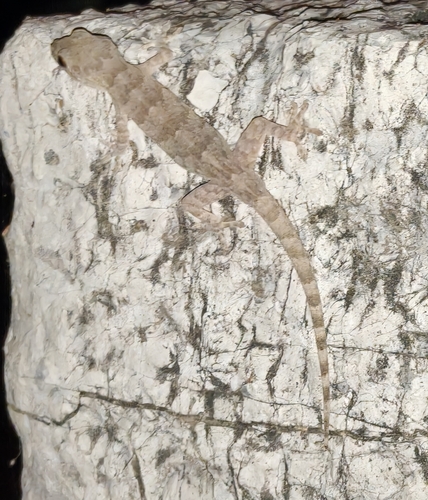 Peking Gecko