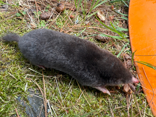 Hairy-tailed Mole, photo 2 of 10
