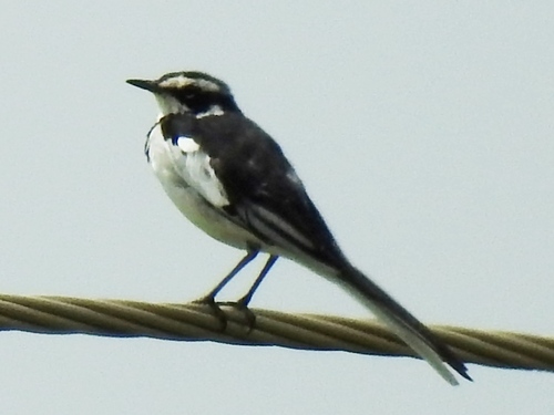 African Pied Wagtail