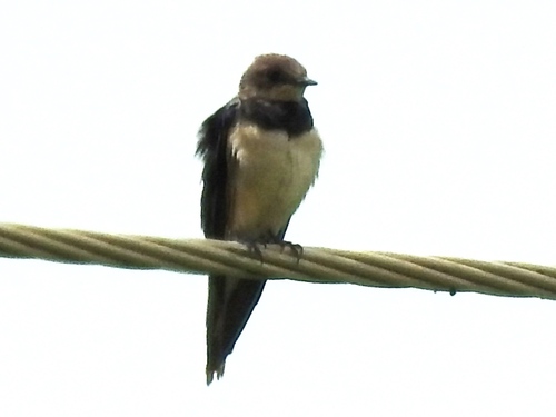 Barn Swallow