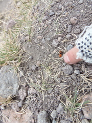 Dasymutilla erythrina