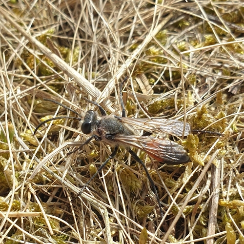 Golden Digger Wasp, 1797 SJ Den Hoorn Texel, Nederland, photo 8 of 10