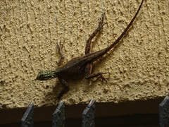 Agama picticauda