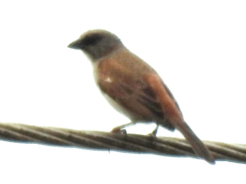 Northern Grey-headed Sparrow