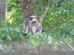 Semnopithecus hypoleucos