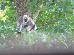 Semnopithecus hypoleucos