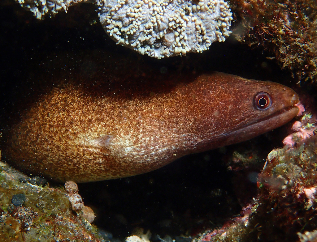 Vagrant Moray