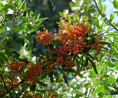 Pyracantha koidzumii