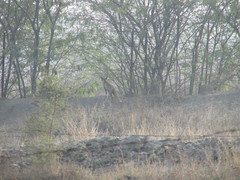 Vulpes vulpes pusilla