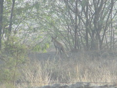 Vulpes vulpes pusilla