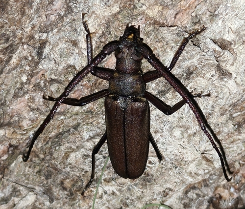 Thin-winged Longicorn Beetle