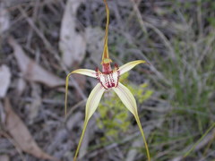 Caladenia tentaculata × venusta
