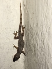 Hemidactylus platycephalus