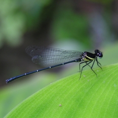 Onychargia atrocyana