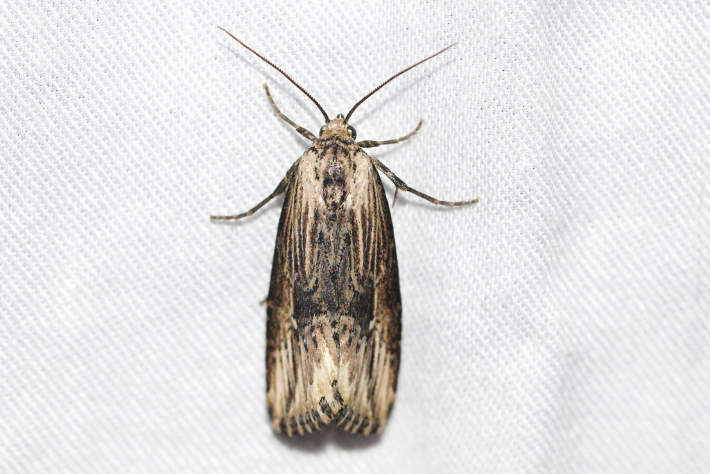 Verbena Moth