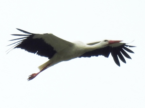 European White Stork