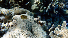 Chaetodon punctatofasciatus