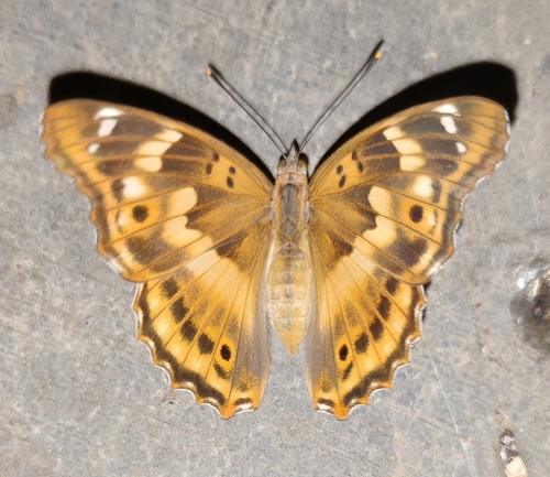 Lesser Purple Emperor
