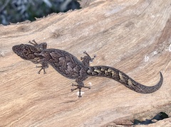 Christinus marmoratus