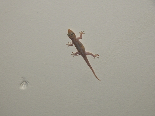 Hemidactylus frenatus