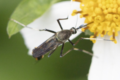 Toxorhynchites splendens
