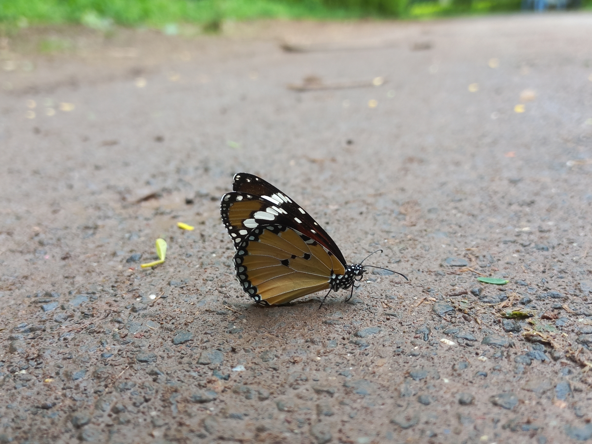 Plain Tiger