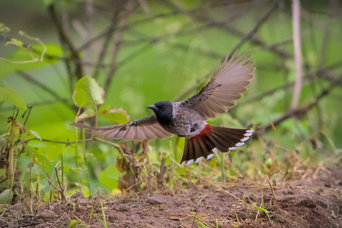 Red-vented Bulbul