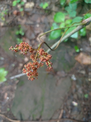 Ampelocissus latifolia (Ampelocissus latifolia)