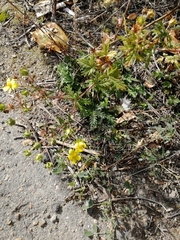 Potentilla approximata
