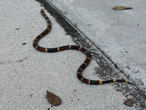 Eastern Coralsnake