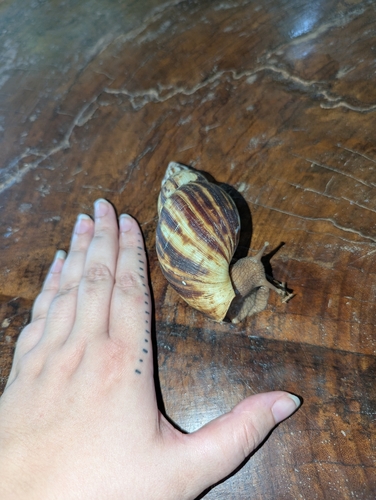 Achatina albopicta, 2025-07-05