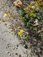 Potentilla approximata