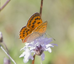 Lycaena ottomanus