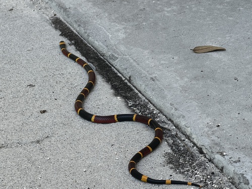 Eastern Coralsnake