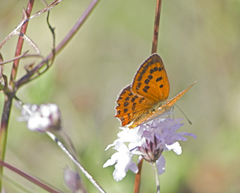 Lycaena ottomanus