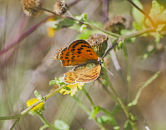 Lycaena ottomanus
