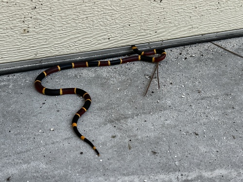 Eastern Coralsnake