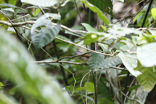 Mountain Fulvetta (Alcippe peracensis), photo 3