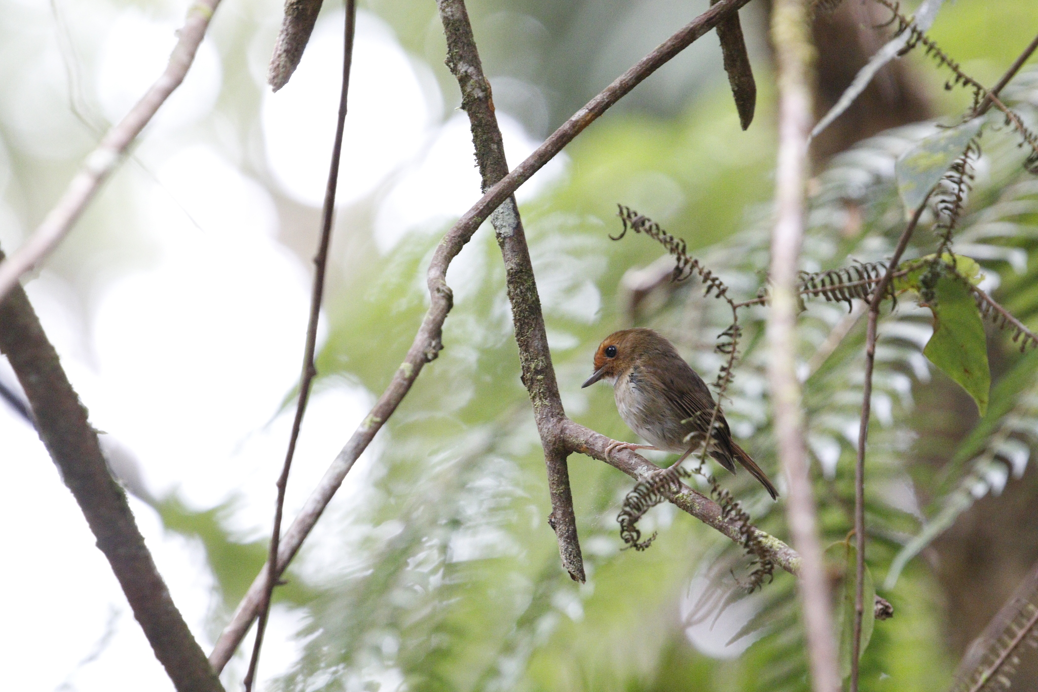 Rufous-browed Flycatcher (Anthipes solitaris), photo 5