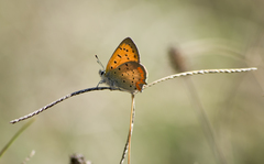 Lycaena ottomanus