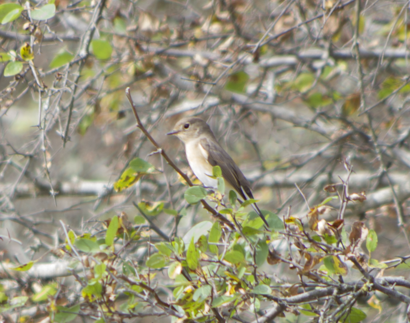 Red-breasted Flycatcher