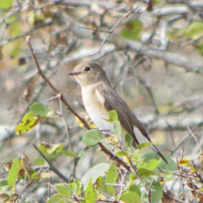 Red-breasted Flycatcher