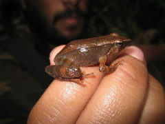 Micrixalus adonis