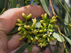 Bostrychopsis jesuita