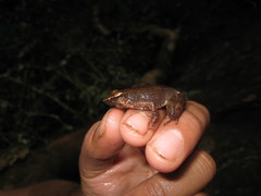 Micrixalus adonis