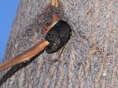 Bostrychopsis jesuita